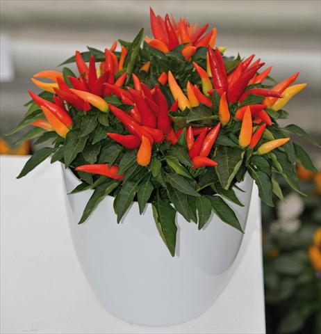 Photo de variété de fleurs à utiliser comme: Pot Capsicum annuum Joker