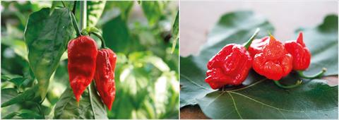 Photo de variété de fleurs à utiliser comme: Pot et Plante à massif Capsicum chinense NagaMorich RedSkorpion