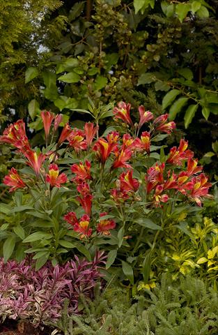 Photo de variété de fleurs à utiliser comme: Plante à massif/ plante de bordure Alstroemeria Inca® Adore