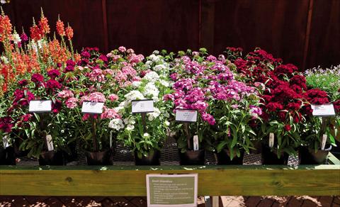 Photo de variété de fleurs à utiliser comme: Pot Dianthus Dash Mix