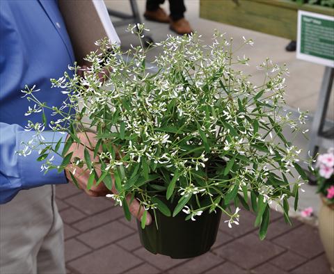 Photo de variété de fleurs à utiliser comme: Pot Euphorbia chamaesyce Glitz