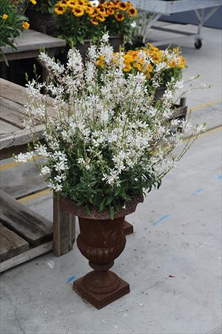Photo de variété de fleurs à utiliser comme: Pot Gaura lindheimeri Sparkle White