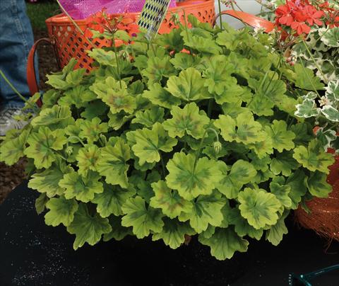 Photo de variété de fleurs à utiliser comme: Pot et Plante à massif Pelargonium odoratissimum Geranio variegato giallo-verde