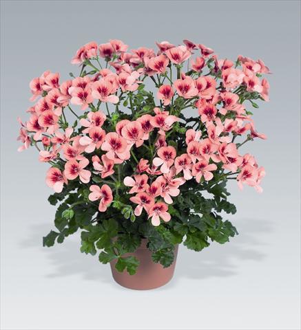 Photo de variété de fleurs à utiliser comme: Suspension / pot Pelargonium crispum Angeleyes Orange