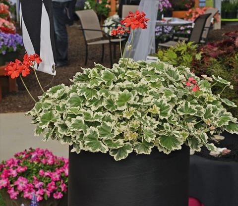 Photo de variété de fleurs à utiliser comme: Pot et Plante à massif Pelargonium odoratissimum Geranio variegato verde-bianco