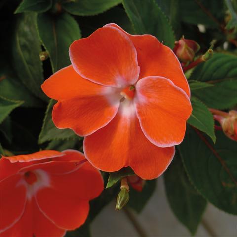 Photo de variété de fleurs à utiliser comme: Pot, Plante à massif, patio, Suspension Impatiens N. Guinea Paradise Sweethearth Orange