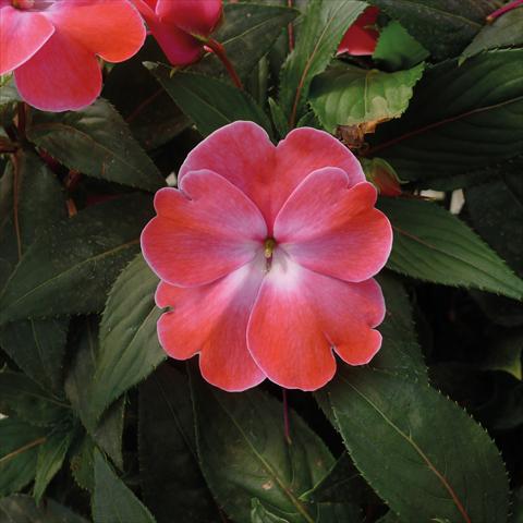 Photo de variété de fleurs à utiliser comme: Pot, Plante à massif, patio, Suspension Impatiens N. Guinea Paradise Sweethearth Rose