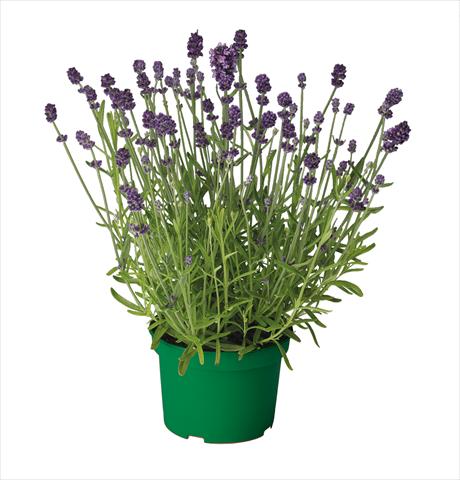 Photo de variété de fleurs à utiliser comme: Pot et Plante à massif Lavandula Ellegance Purple