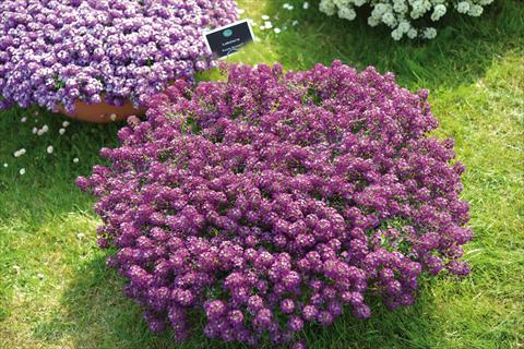 Photo de variété de fleurs à utiliser comme: Pot et Plante à massif Lobularia maritima Purple Stream