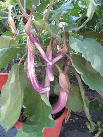 Photo de variété de fleurs à utiliser comme: Pot et Plante à massif Solanum melongena (melanzana) Melanzana Coiba