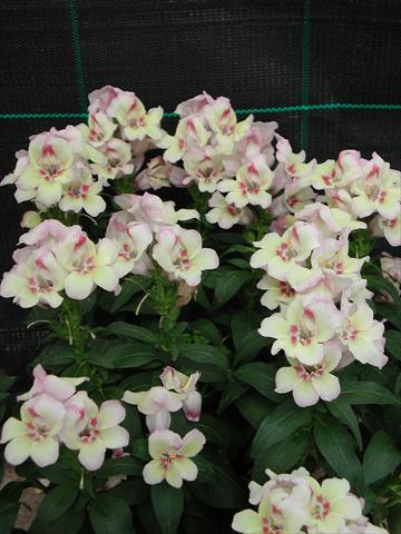 Photo de variété de fleurs à utiliser comme: Suspension / pot Antirrhinum majus Antirinca Peachy