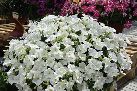 Photo de variété de fleurs à utiliser comme: Plante à massif, pot ou Suspension Petunia hybrida Baby Gioconda Bianco