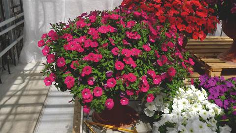 Photo de variété de fleurs à utiliser comme: Plante à massif, pot ou Suspension Petunia hybrida Baby Gioconda Rosa scuro