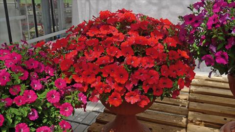 Photo de variété de fleurs à utiliser comme: Plante à massif, pot ou Suspension Petunia hybrida Baby Gioconda Rosso