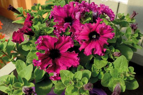 Photo de variété de fleurs à utiliser comme: Plante à massif, pot ou Suspension Petunia hybrida Compatta Frangiata Purple