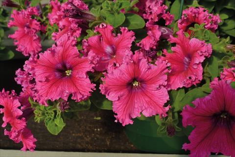 Photo de variété de fleurs à utiliser comme: Plante à massif, pot ou Suspension Petunia hybrida Compatta Frangiata Rosa
