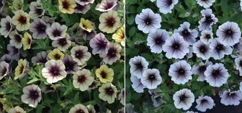 Photo de variété de fleurs à utiliser comme: Plante à massif, pot ou Suspension Petunia hybrida Mistero Mix