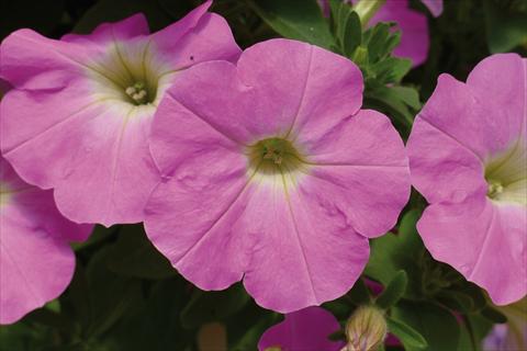 Photo de variété de fleurs à utiliser comme: Plante à massif, pot ou Suspension Petunia hybrida Ray Baroque Pink