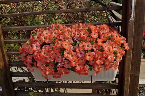 Photo de variété de fleurs à utiliser comme: Plante à massif, pot ou Suspension Petunia hybrida Ray Salmon