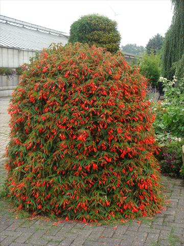 Photo de variété de fleurs à utiliser comme: Plante à massif/ plante de bordure Begonia boliviensis Bonfire