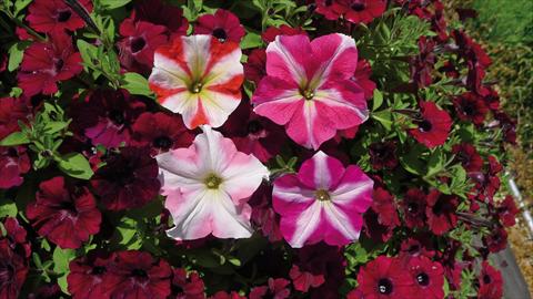 Photo de variété de fleurs à utiliser comme: Plante à massif, pot ou Suspension Petunia hybrida Stellato Mix