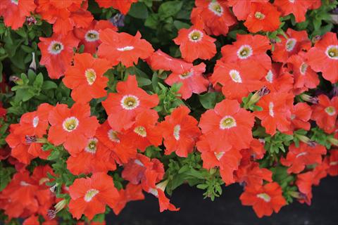 Photo de variété de fleurs à utiliser comme: Plante à massif, pot ou Suspension Petunia hybrida Tango Arancio