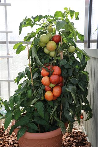 Photo de variété de fleurs à utiliser comme: Pot et Plante à massif Solanum lycopersicum (pomodoro) Pomodoro F1 Big League