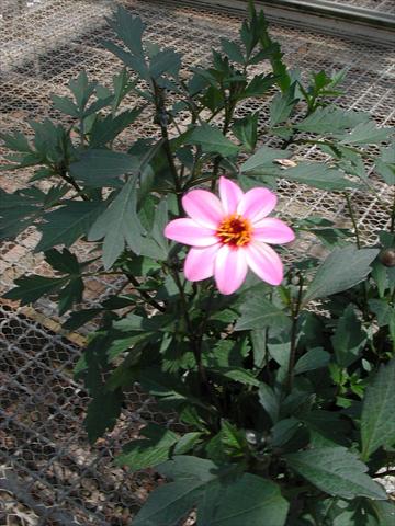 Photo de variété de fleurs à utiliser comme: Plante à massif/ plante de bordure Dahlia Mystic Lady Candy Eyes