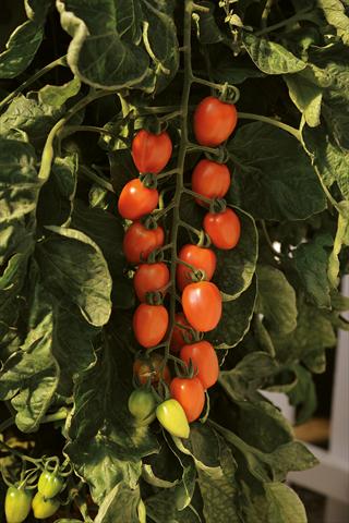 Photo de variété de fleurs à utiliser comme: Pot et Plante à massif Solanum lycopersicum (pomodoro) Pomodoro F1 Plum Arancio