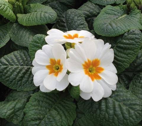 Photo de variété de fleurs à utiliser comme: Pot et Plante à massif Primula acaulis Diana Bianco