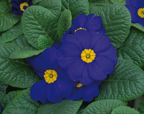 Photo de variété de fleurs à utiliser comme: Pot et Plante à massif Primula acaulis Diana Blu