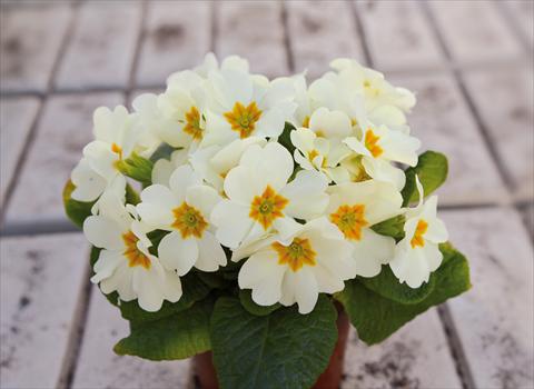 Photo de variété de fleurs à utiliser comme: Pot et Plante à massif Primula acaulis, veris, vulgaris Multiflora da Giardino Crema