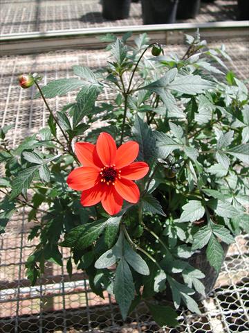 Photo de variété de fleurs à utiliser comme: Plante à massif/ plante de bordure Dahlia Mystic Lady Scarlet Fern
