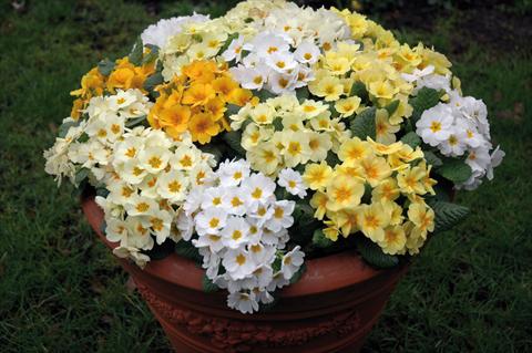 Photo de variété de fleurs à utiliser comme: Pot et Plante à massif Primula acaulis, veris, vulgaris Multiflora da giardino mix
