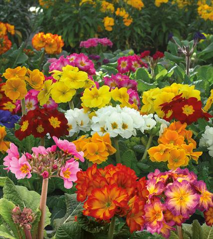 Photo de variété de fleurs à utiliser comme: Pot et Plante à massif Primula elatior Rifiorente Stiletto Mix