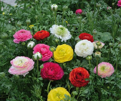 Photo de variété de fleurs à utiliser comme: Pot et Plante à massif Ranunculus hybrida Sprinkles Mix