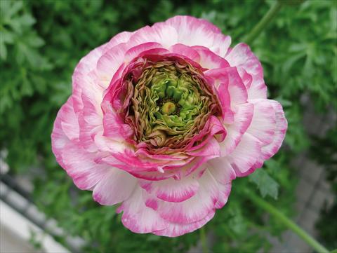 Photo de variété de fleurs à utiliser comme: Pot et Plante à massif Ranunculus hybrida Sprinkles Pink Bicolor