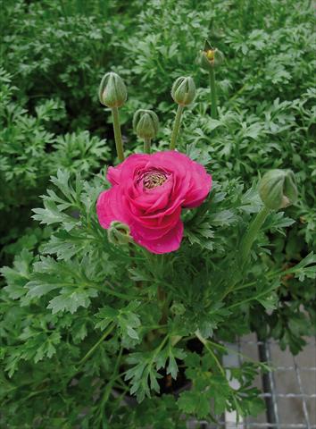 Photo de variété de fleurs à utiliser comme: Pot et Plante à massif Ranunculus hybrida Sprinkles Rosa