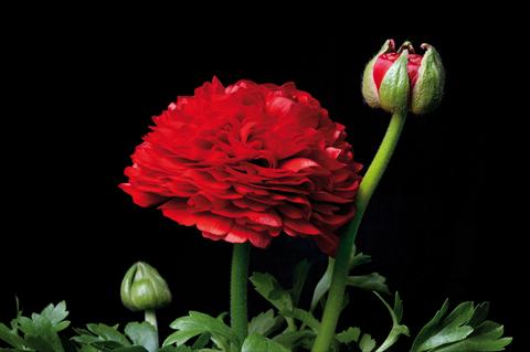 Photo de variété de fleurs à utiliser comme: Pot et Plante à massif Ranunculus hybrida Ranunculus Sprinkles Rosso