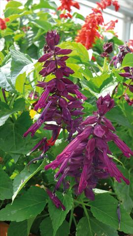Photo de variété de fleurs à utiliser comme: Pot et Plante à massif Salvia splendens Gogo Purple