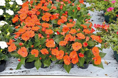 Photo de variété de fleurs à utiliser comme: Pot et Plante à massif Impatiens hybrida Sunpatiens Compact Electric Orange