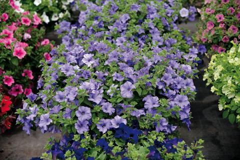 Photo de variété de fleurs à utiliser comme: Pot et Plante à massif Impatiens hybrida Surfinia Heavently Blue
