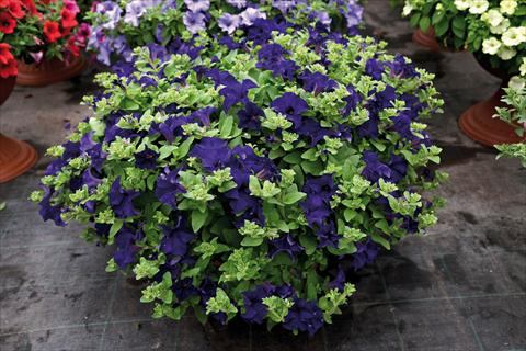 Photo de variété de fleurs à utiliser comme: Pot et Plante à massif Impatiens hybrida Surfinia Velevet Blu