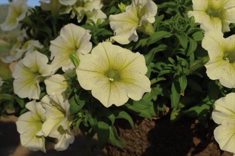 Photo de variété de fleurs à utiliser comme: Pot et Plante à massif Impatiens hybrida Surfinia Yellow