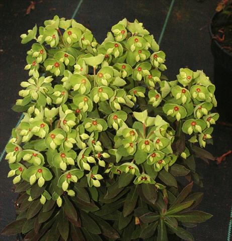 Photo de variété de fleurs à utiliser comme: Plante à massif/ plante de bordure Euphorbia x martinii Kolibri