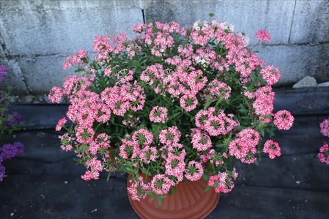 Photo de variété de fleurs à utiliser comme: Pot et Plante à massif Verbena hybrida Vepita Rose Star