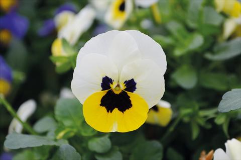 Photo de variété de fleurs à utiliser comme: Plante à massif, pot ou Suspension Viola cornuta Lady Lemon Ice blotch