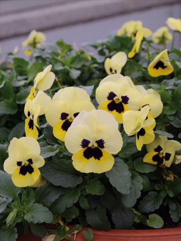 Photo de variété de fleurs à utiliser comme: Plante à massif, pot ou Suspension Viola cornuta Lady Limone Con Occhio