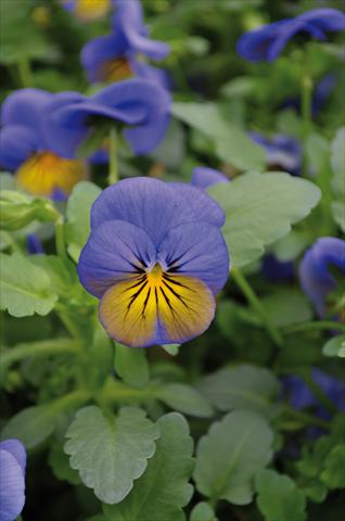 Photo de variété de fleurs à utiliser comme: Plante à massif, pot ou Suspension Viola cornuta Lady Morpho