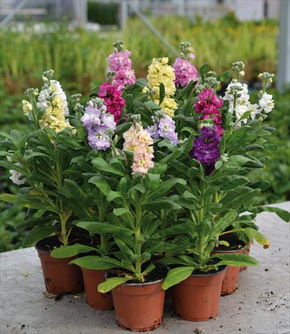 Photo de variété de fleurs à utiliser comme: Pot et Plante à massif Matthiola incana Violacciocca Baby Mix